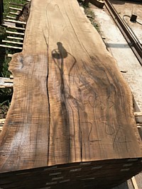 English Walnut